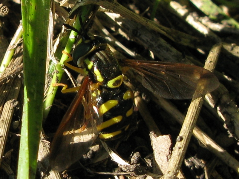 Chrysotoxum intermedium F (Syrphidae)